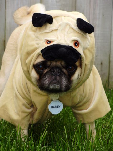 pug halloween costumes|pug halloween costume ideas.